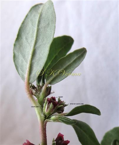  Flower (Lateral view)